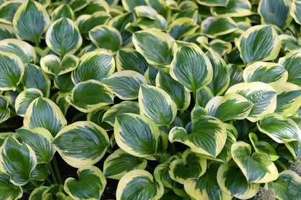 Photo of Hostas and shade loving plants (Haddington EH41) #1
