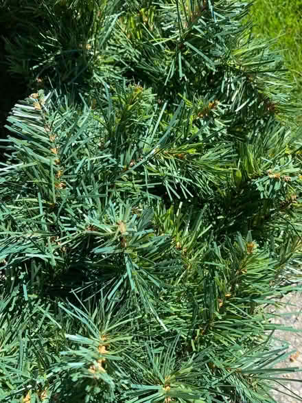Photo of free Outdoor wreath (Beverly Hills/Hillcrest/48025) #2