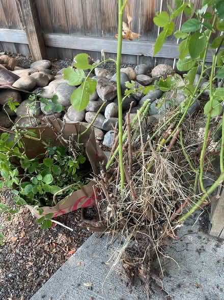 Photo of free Rose bushes (Louisville) #1