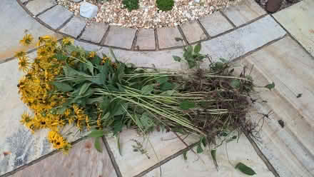 Photo of free Plants (Tewkesbury GL20) #2