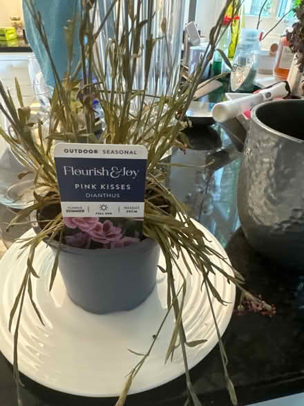 Photo of free Two house/ kitchen plants (Sheffield) #1