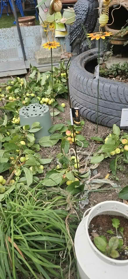 Photo of free Crab apples just cut organic garden (EN1) #1