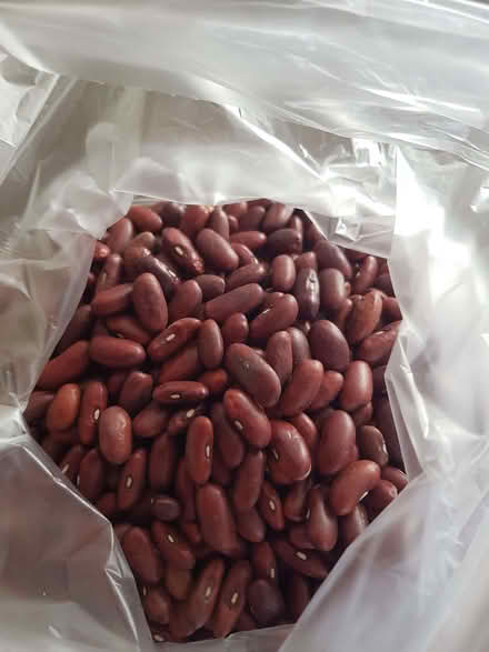 Photo of free Bag of dried kidney beans (Townsend AL3) #1