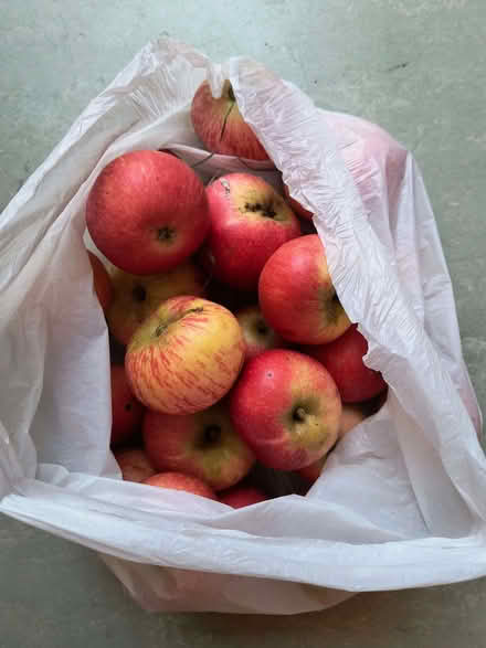 Photo of free Discovery apples windfalls (Iffley Road OX4) #1