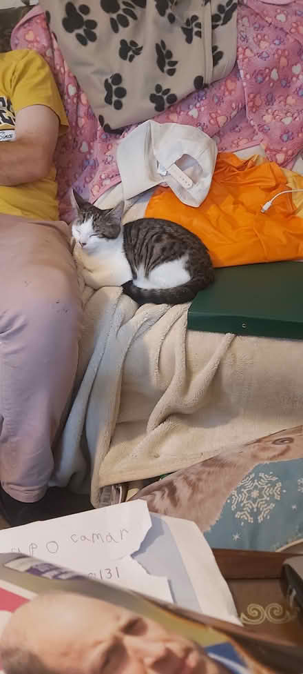 Photo of standing fan (Meole Brace SY3) #1