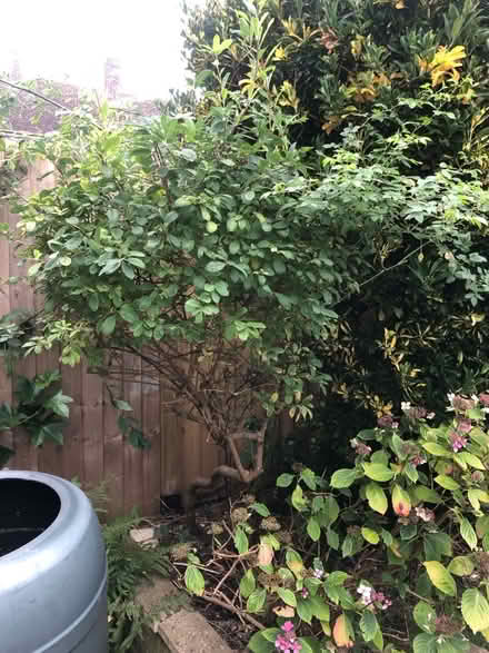 Photo of free Garden plants (BN35JP) #1