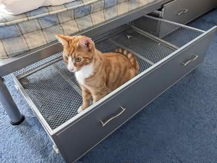 Photo of free Single Bed (Cale Green SK2) #3