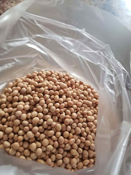 Photo of free Bag of dried soya beans 1.3kg (Townsend AL3) #1