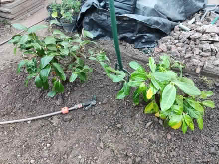 Photo of free Laurel x2, evergreen, easy hedge (Longbridge, B31) #1
