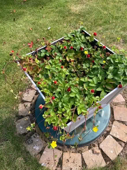 Photo of free Potentilla plants (Normandy nr Guildford GU3) #2