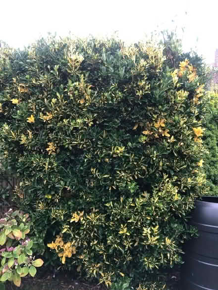 Photo of free Garden plants (BN35JP) #3