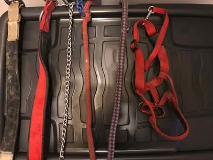 Photo of free Dog collars and leads (Freehold LA1) #1