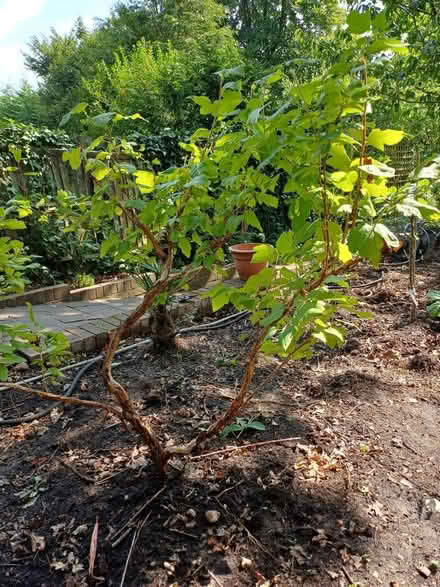 Photo of free Garden plant 1m (New Malden KT3) #2