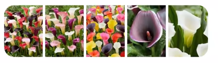 Photo of Calla Lily Bulbs (Brooklyn) #2
