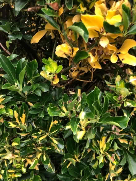 Photo of free Garden plants (BN35JP) #4