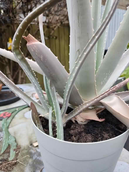 Photo of free Aloe Vera plant (Leek, ST13) #2