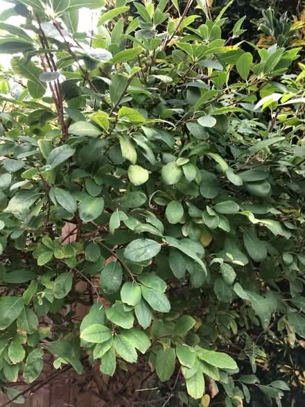 Photo of free Garden plants (BN35JP) #2