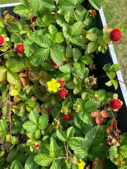 Photo of free Potentilla plants (Normandy nr Guildford GU3) #1