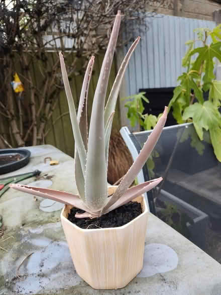 Photo of free Aloe Vera (Leek, ST13) #1
