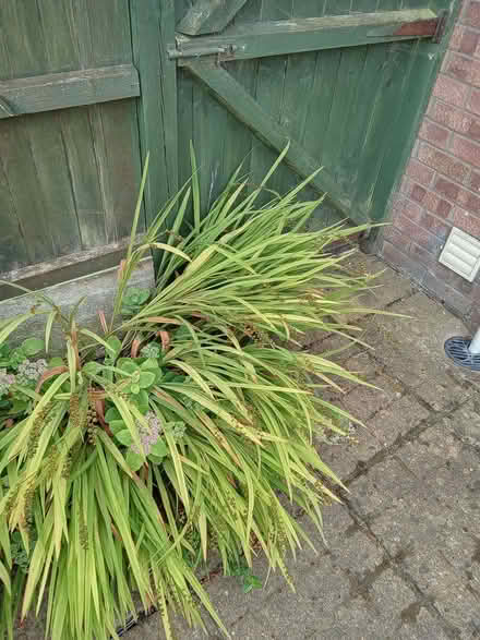 Photo of free Crocosmia Corms (Catton NR6) #1