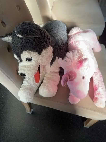 Photo of free Teddies (NW10) #1