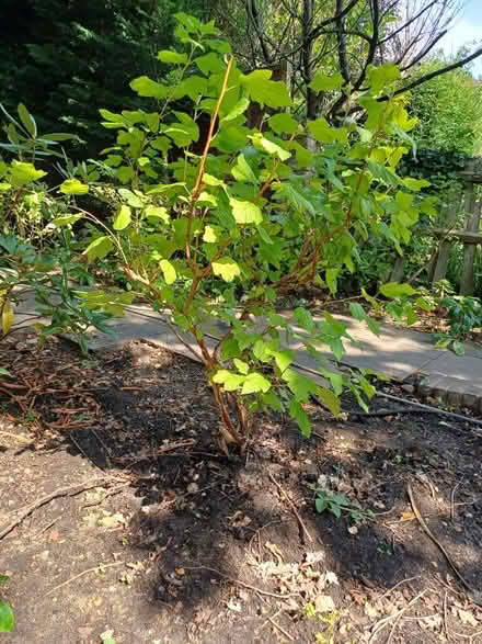 Photo of free Garden plant 1m (New Malden KT3) #1