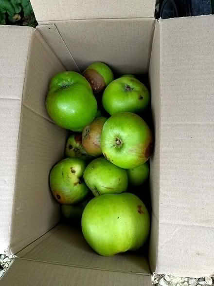 Photo of free Windfall Bramley apples (Cricket Road OX4) #1
