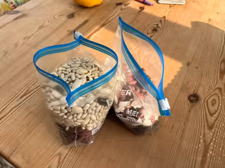 Photo of free Bean Seeds (Peppard Common RG9) #1