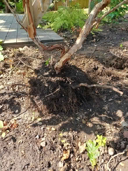 Photo of free Garden plant 1m (New Malden KT3) #4