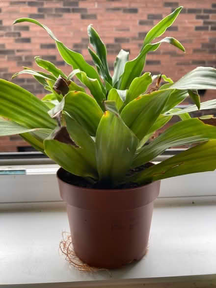 Photo of free Plant (Newington) #1