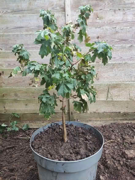 Photo of free Field Maple (Longbridge, B31) #1