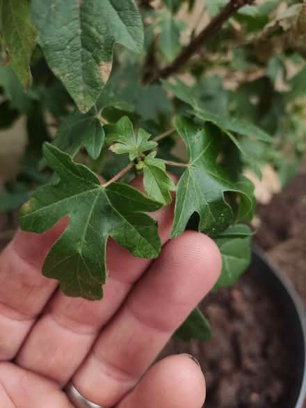 Photo of free Field Maple (Longbridge, B31) #2