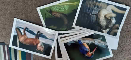 Photo of free Large photo discussion pack (Olive Mount L15) #1