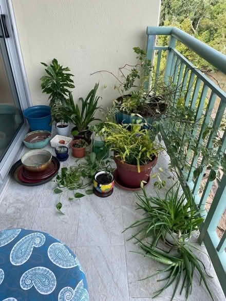 Photo of free Plants - cuttings - pots (Old Town North; 501 Slaters LN) #1