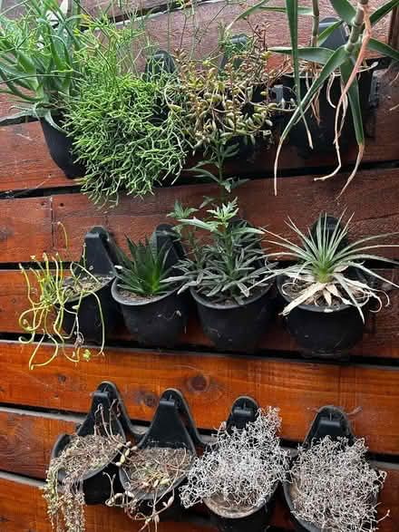 Photo of free Wall garden with succulents (Brixton Hill SW2) #1