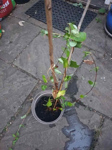Photo of free Honeysuckle Plant -small (Surbiton, KT6) #1