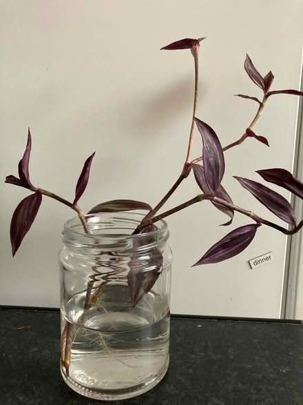 Photo of free Purple houseplant cuttings (Splott CF24) #1