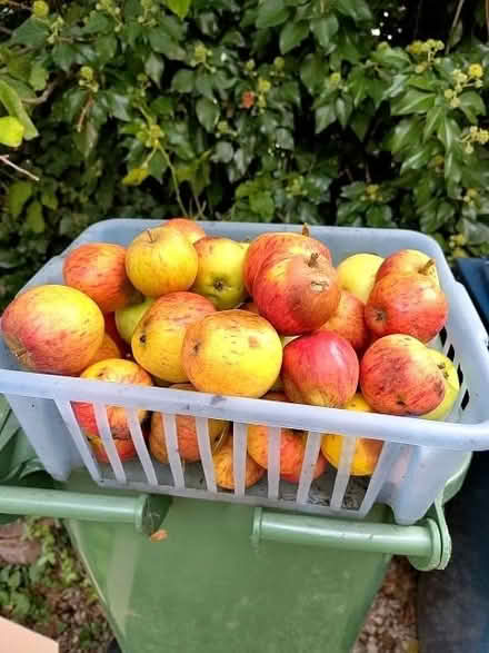 Photo of free Windfall eating apples (Cricket Road OX4) #1