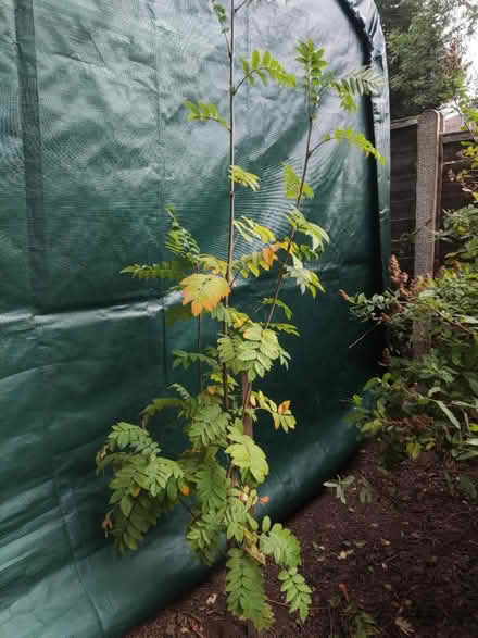 Photo of free Rowan tree (Longbridge, B31) #1