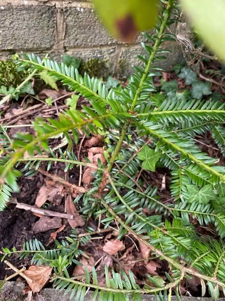 Photo of free Yew tree seedling (Maryport CA15) #1