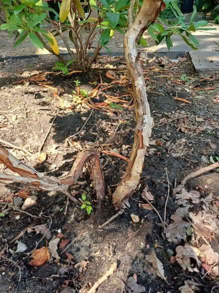 Photo of free Garden plant 1m (New Malden KT3) #3