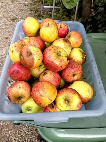 Photo of free Windfall eating apples (Cricket Road OX4) #2