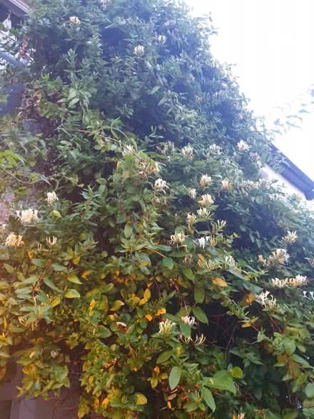 Photo of free Honeysuckle Plant -small (Surbiton, KT6) #2