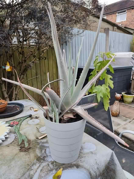 Photo of free Aloe Vera plant (Leek, ST13) #1