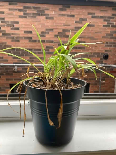 Photo of free Spider plant (Newington) #1
