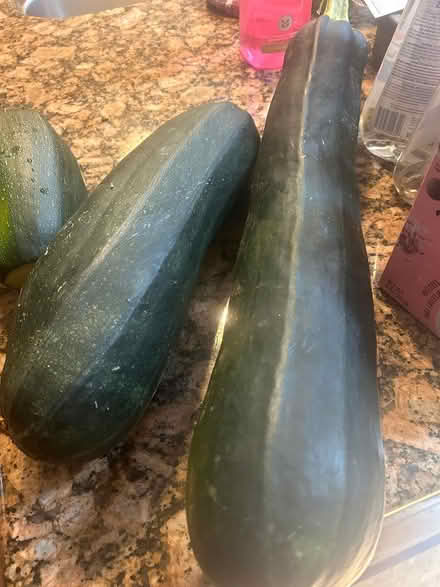 Photo of free Two large zucchinis (Sunnyvale, CA Ponderosa Park) #1