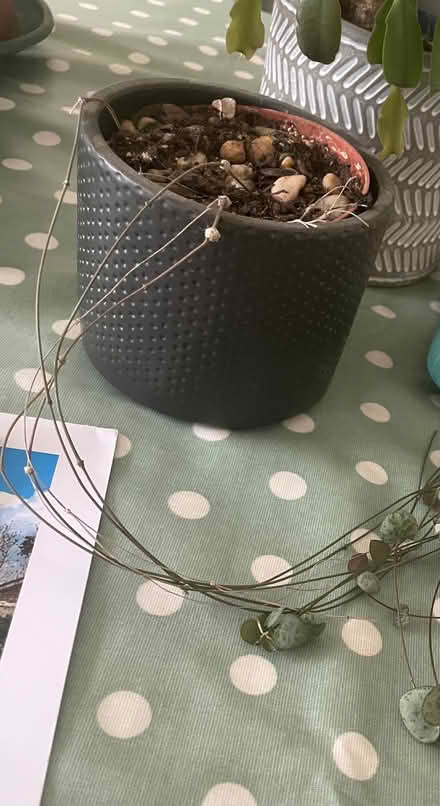 Photo of free House plants (Trinity BA11) #3