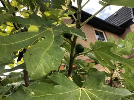 Photo of free Fig Tree Cuttings (Godmanchester) #2