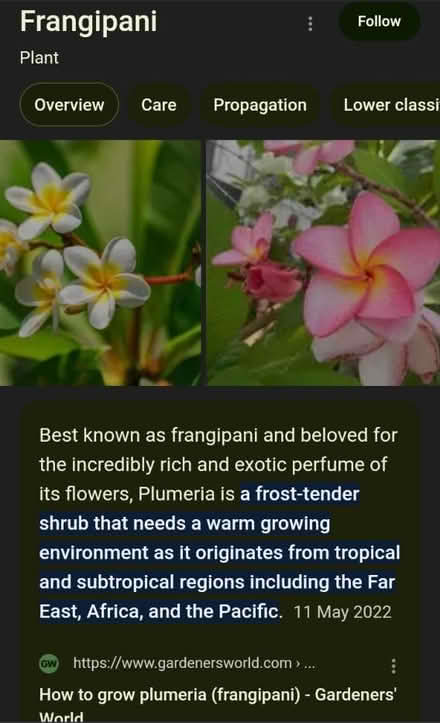 Photo of Plumeria frangipani (Swanley) #1