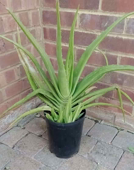 Photo of free Large Aloe Vera Plant (CT6) #1